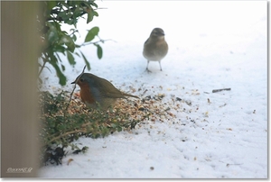 roodbostje en vink