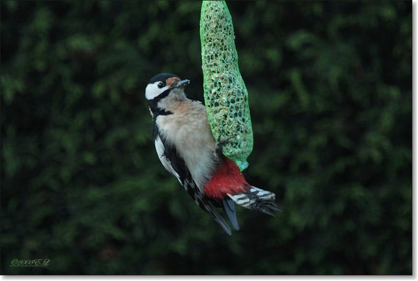 grote bonte specht