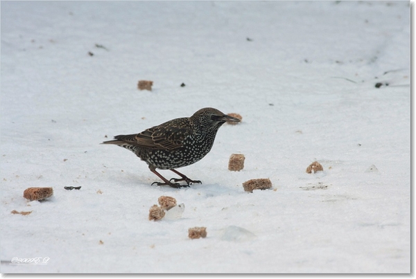 spreeuw in de sneeuw