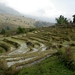 Lao Cai ,terrasen voor rijst teelt