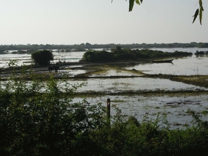 Zuid Vietnam , rijstvelden