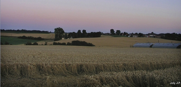 Valavond druivenstreek