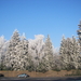winter 2009 039