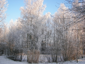 winter 2009 009