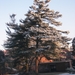 winter 2009 015