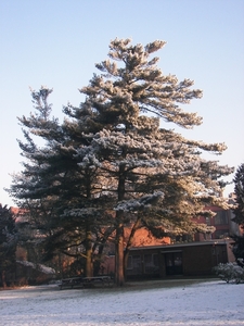 winter 2009 015