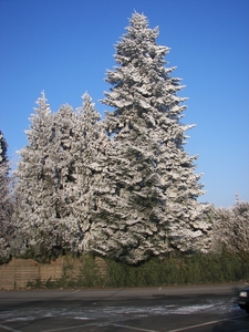 winter 2009 037