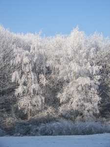 winter 2009 066