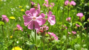 Dagkoekoeksbloem