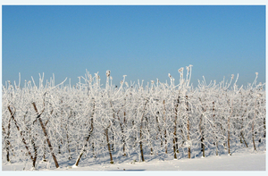Berijmd 9-1-2009