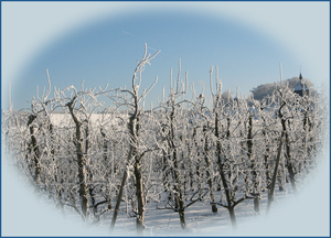 IJzig koud 9-1-2009