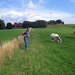 de wandelweg loopt door de weilanden