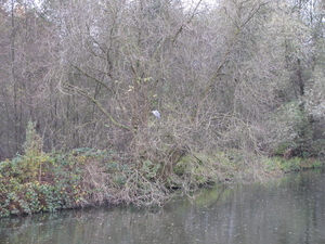 Menen, een reiger in de struik