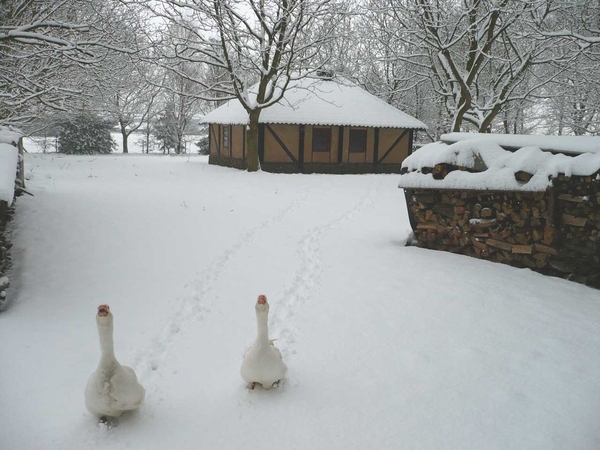 gans-verkleind