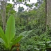 In het regenwoud