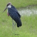 Marabou in Masai Mara