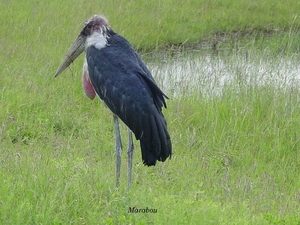 Marabou in Masai Mara