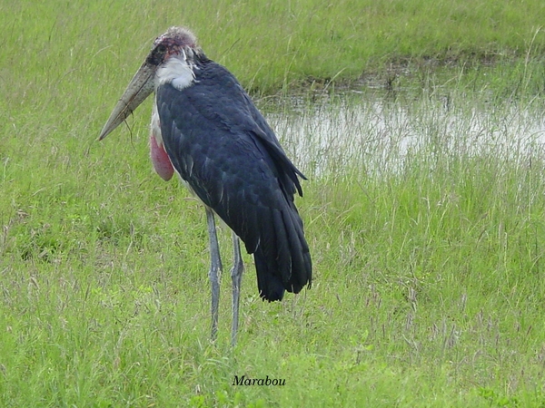 Marabou in Masai Mara