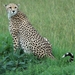 Poserende Cheeta