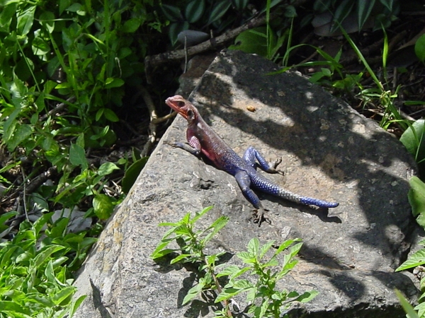 Salamander