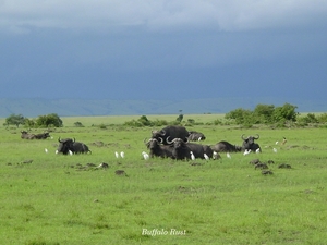 Buffel siesta