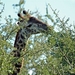 Smullende giraffe