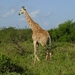 Rothschild Giraffe