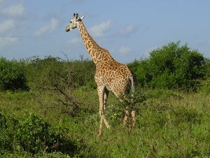 Rothschild Giraffe