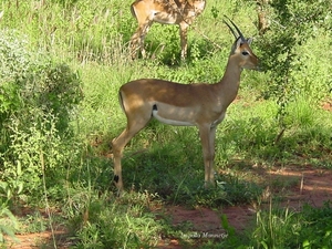 Impala