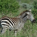 Burchelli Zebra