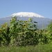 De Kilimanjaro (Tanzania)