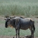 Wildebeest