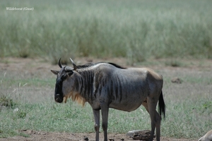 Wildebeest