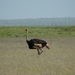 Eenzame Struisvogel