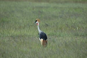 Grijze kroon kraanvogel