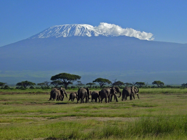 Olifanten en Kilimanjaro