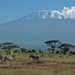 Zebra's en Kilimanjaro