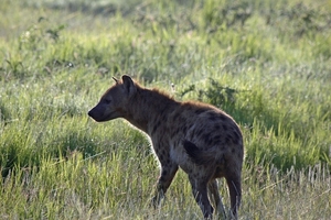 Hyena