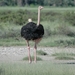 Nieuwsgierige Struisvogel