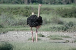 Nieuwsgierige Struisvogel