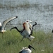 Ibis