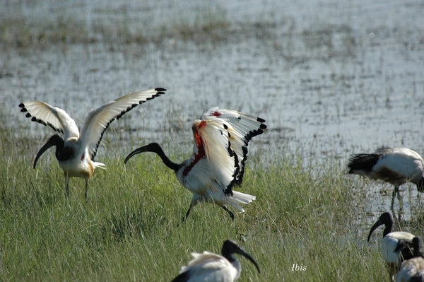 Ibis