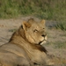 Leeuwenposes