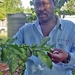 Koffieplant  (Karatina)