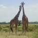 Giraffen koppel