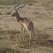 Grant's Gazelle