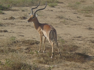 Grant's Gazelle