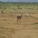 Grant's gazelle's