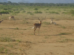 Grant's gazelle's