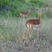 Impala's